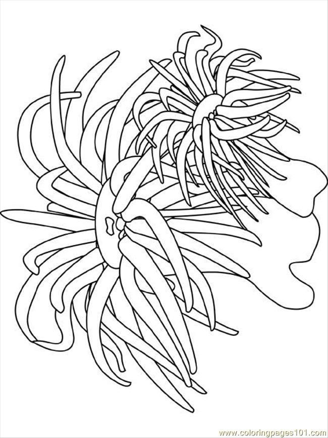 Coloring Pages Sea Anemone (Natural World > Seas and Oceans 