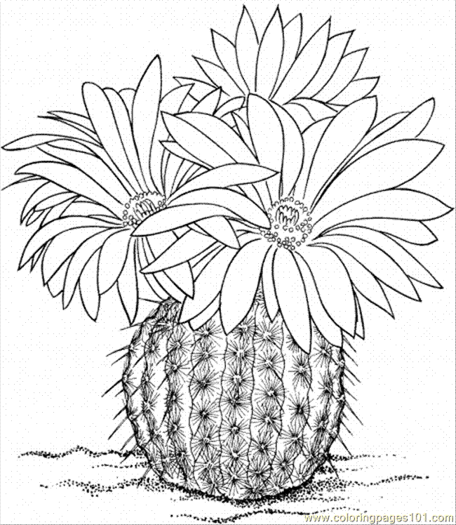 Coloring Pages Cactus 5 (Natural World > Flowers) - free printable 