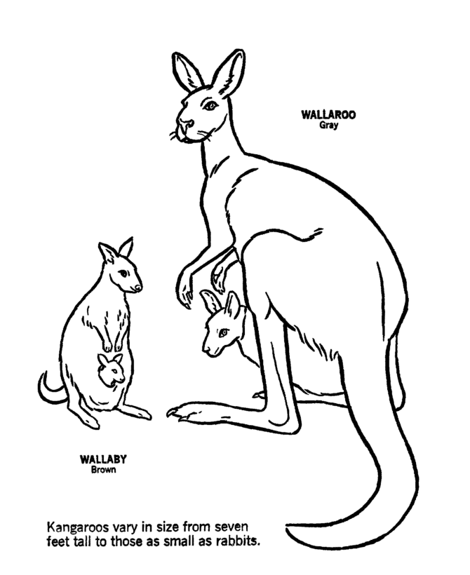 Coloring Pages Of Australian Animals / Mr Nussbaum Cassowary Australian