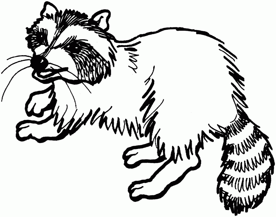 Free Raccoon Coloring Pages 185971 Racoon Coloring Page