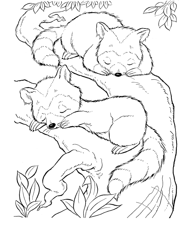 Here Home Raccoon Little Raccoon Climbing Tree Coloring Page 