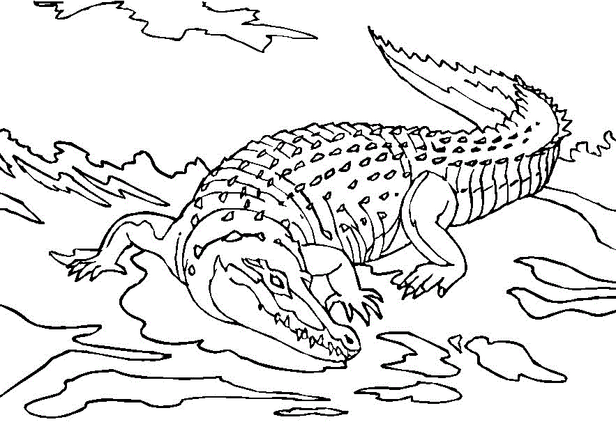 Animal Coloring Free Printable Alligator Coloring Pages For Kids 