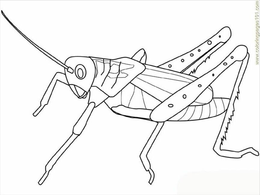 Grasshopper Pictures For Kids - Coloring Home