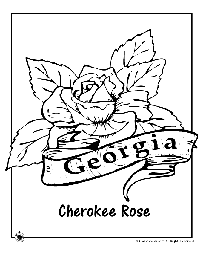 Georgia State Tree Colouring Pages Coloring Home