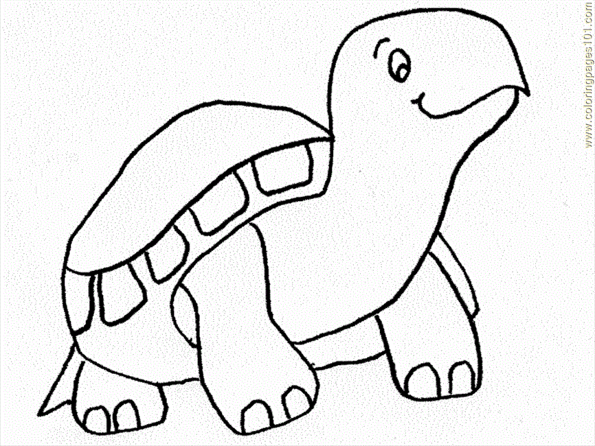 printable coloring page turtle pages reptile
