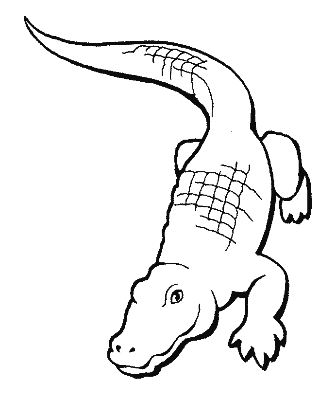 alley loos coloring book alligator