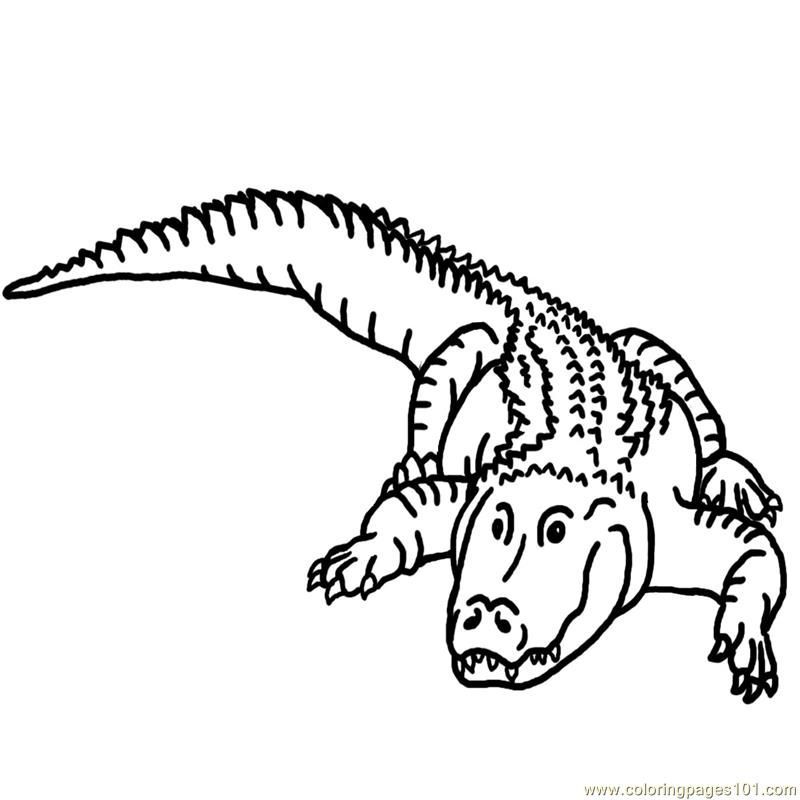 Coloring Pages Alligator Bw (Amphibians > Alligators ) - free 