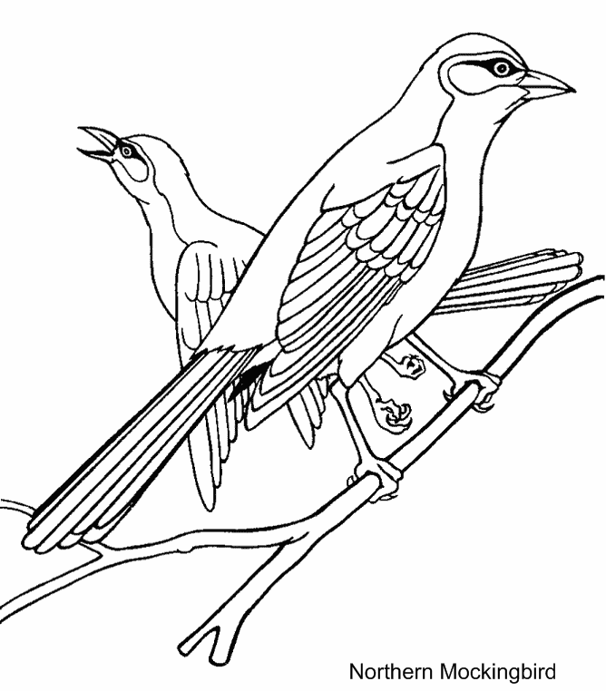 Colouring Pages Of Birds