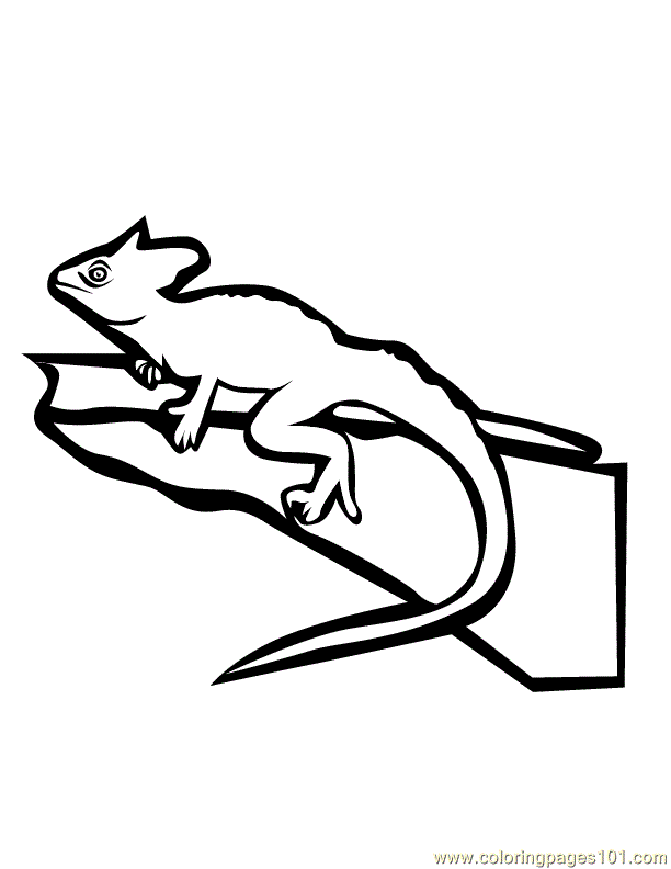 chameleon lizard coloring pages