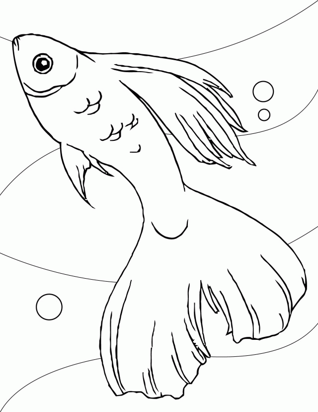 Fish Coloring Pagesn 250909 Star Fish Coloring Pages
