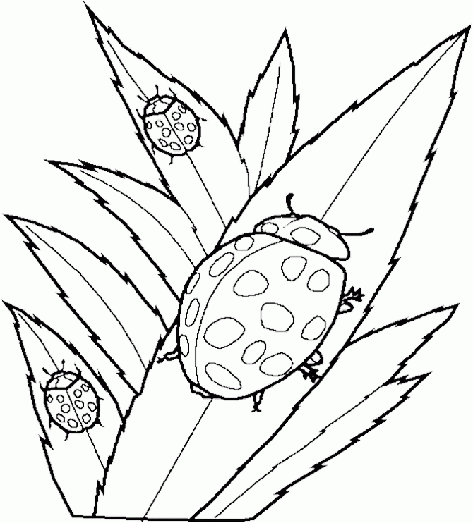 Ladybug Flying Coloring Pages - Animal Coloring Coloring Pages 