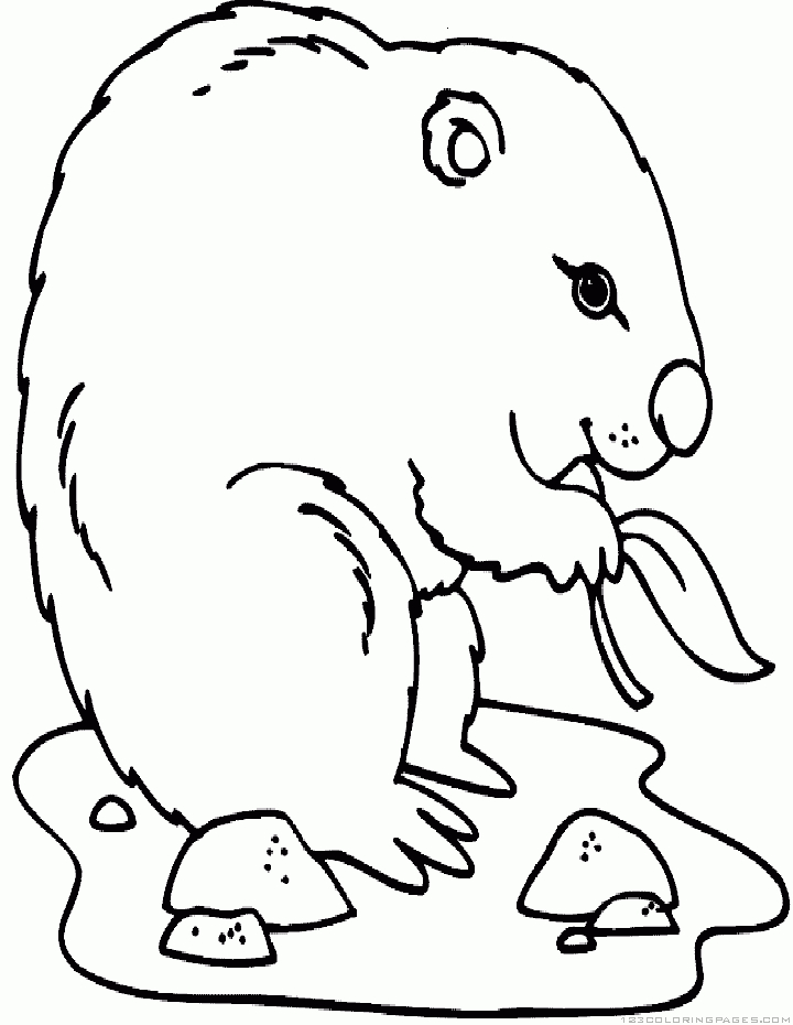 Groundhog/woodchuck Coloring Pages