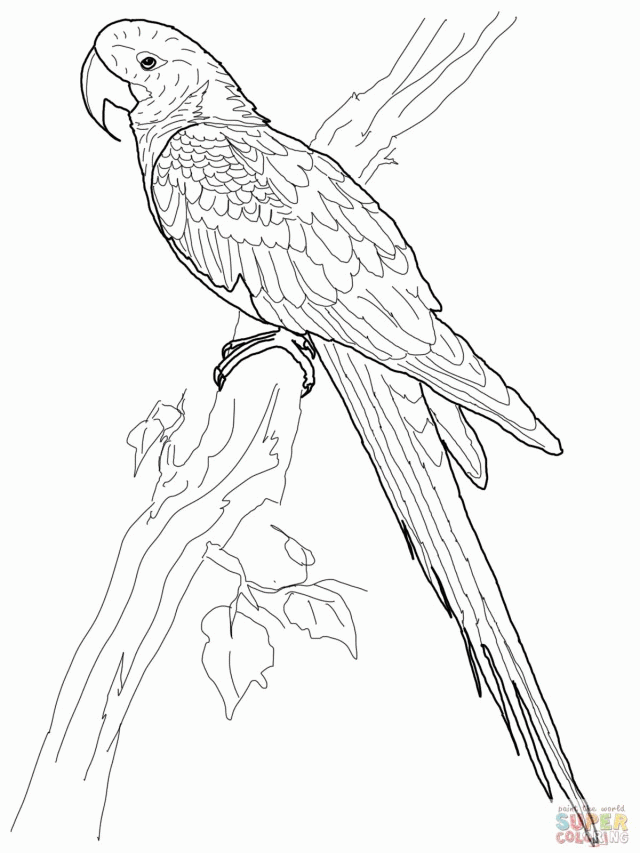 Hyacinth Macaw Coloring Online Super Coloring 125881 Macaw 