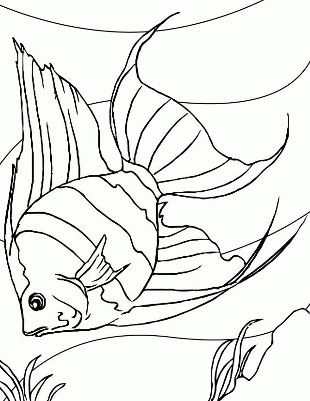 Color Page Fish Coloring Picture HD For Kids Fransus Com1136 72903 