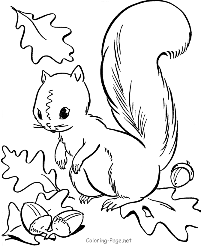 Autumn Coloring Book Pages - Squirrel acorns