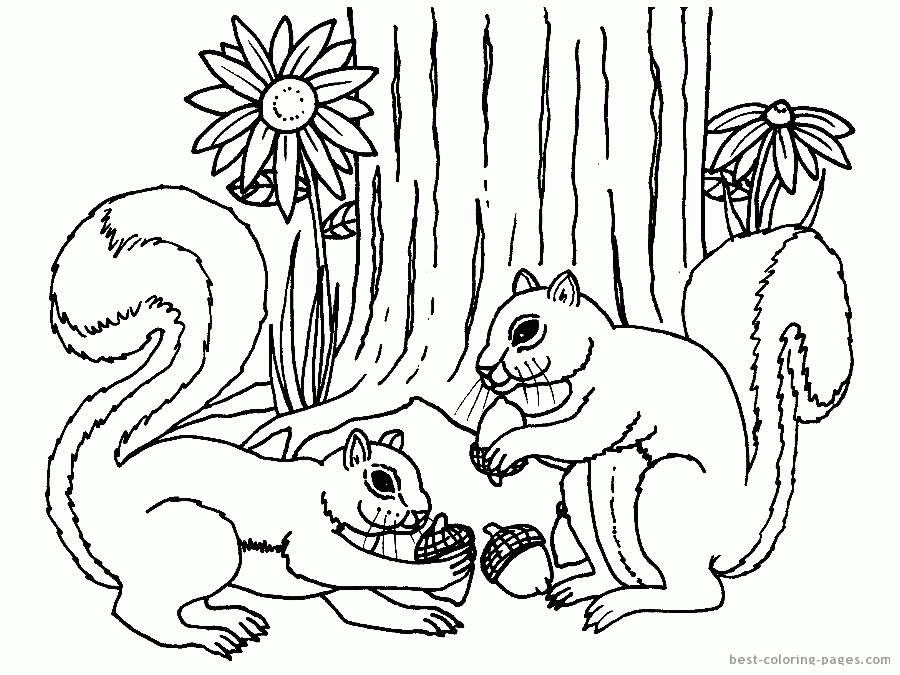 Squirrels coloring pages | Best Coloring Pages - Free coloring 