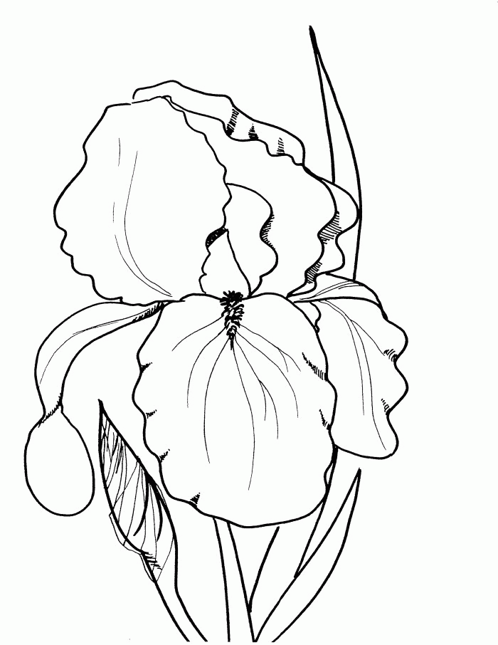 spring-flower-coloring-pages-361 | COLORING WS