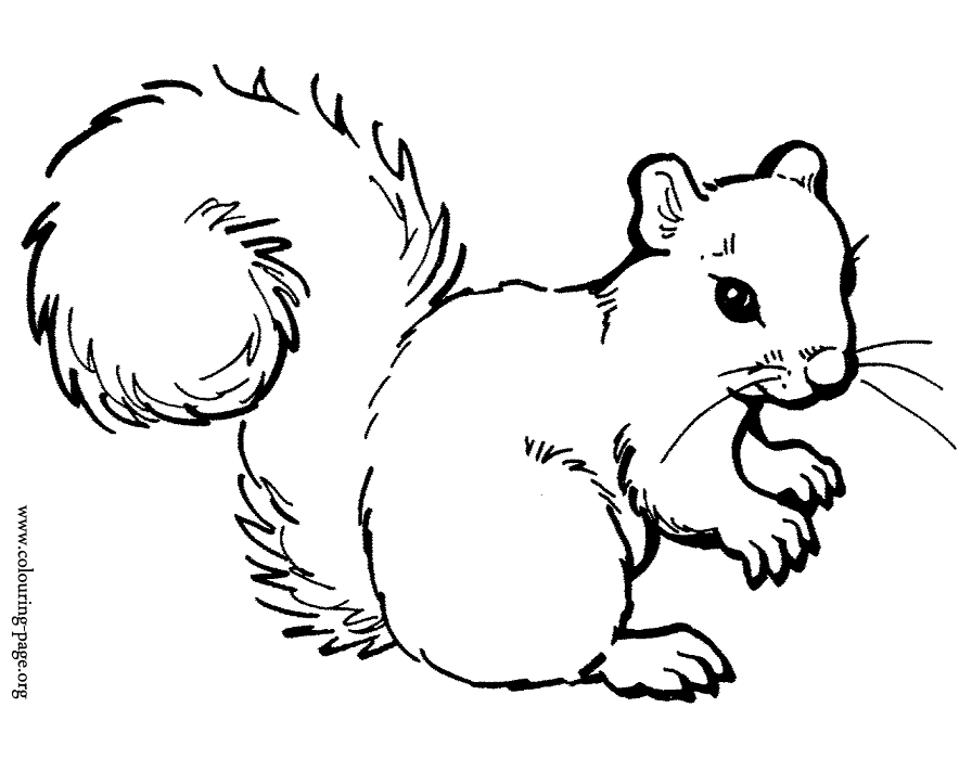 Squirrels - A beautiful squirrel coloring page