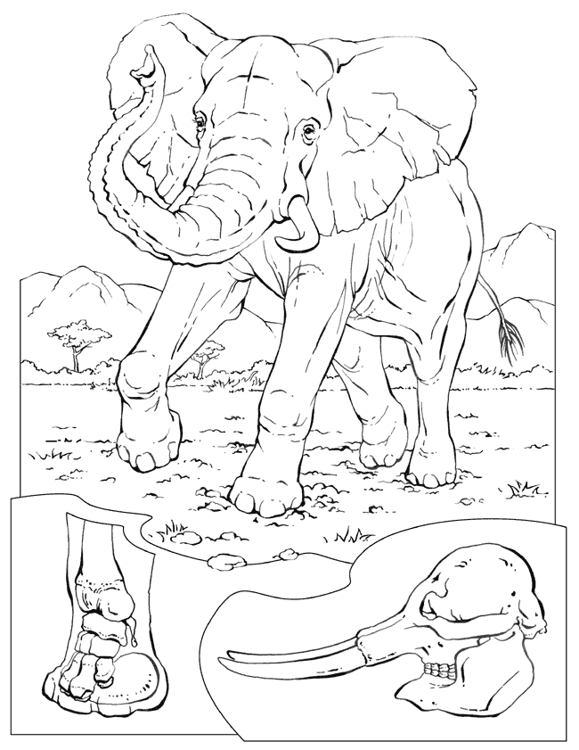 elephant for coloring pages page site