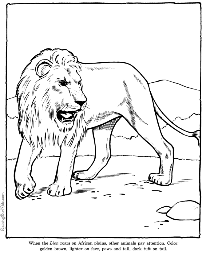 Lion coloring pages - Zoo animals 006