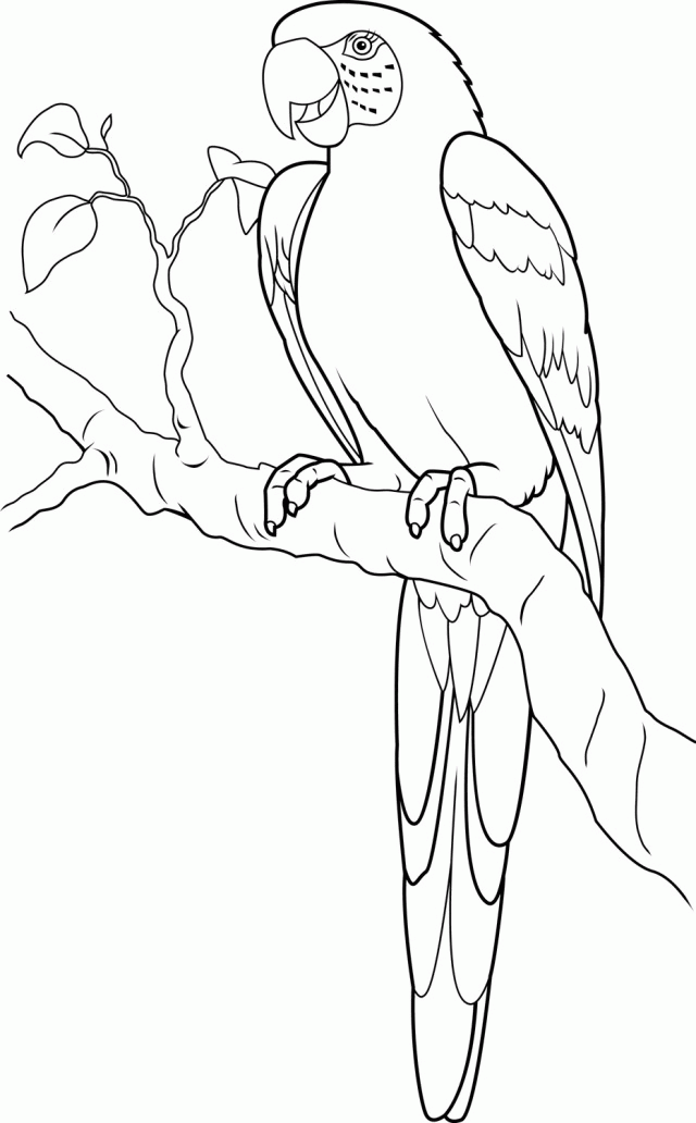 Macaw2 1 Jpg 125890 Macaw Coloring Page