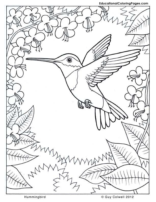 Related Pictures Humming Bird Coloring Pages Car Pictures