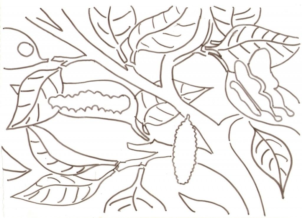 2226 ide coloring-pages-butterfly-life-cycle-12 Best Coloring 