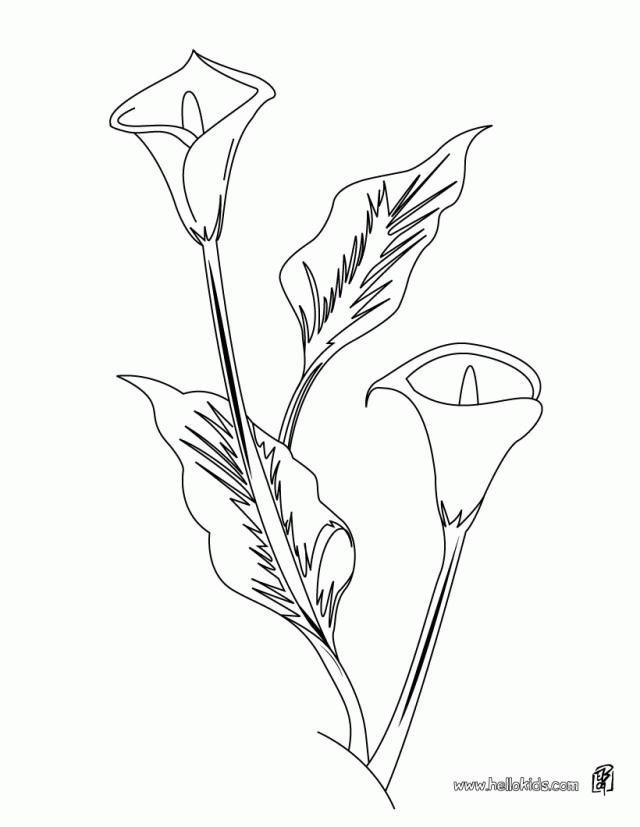 FLOWER Coloring Pages Lily 216609 Lily Flower Coloring Pages