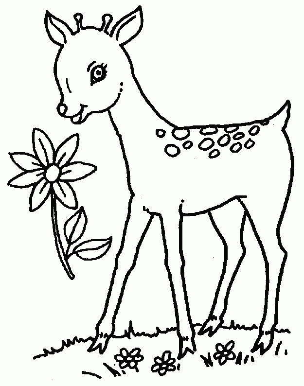 Deer Coloring Pages That Make Your Day