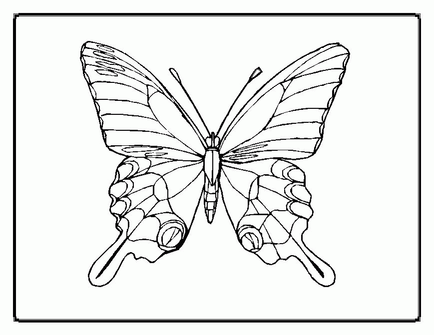 Sheet Free Butterfly Coloring Pages Printable Butterfly Coloring 