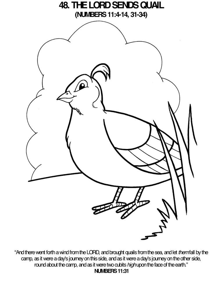 Lord Sends a Quail coloring page | Bible: Moses