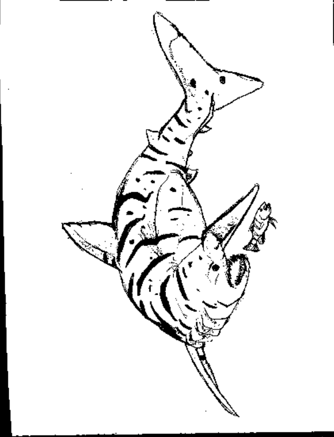 Tiger Shark Coloring Pages Images & Pictures - Becuo