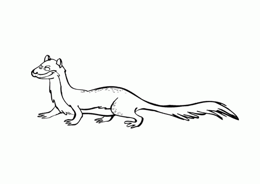 17 Ferret Coloring Pages | Free Coloring Page Site