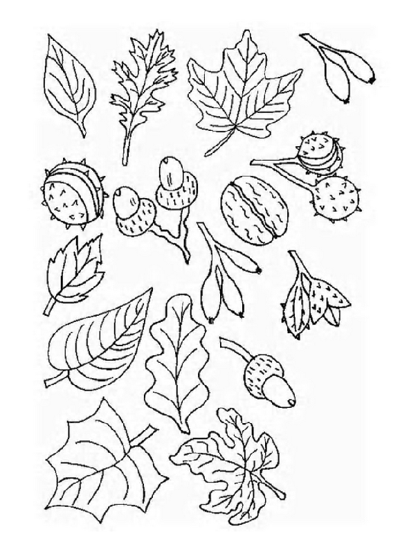 Trees and leaves | Free Printable Coloring Pages – Coloringpagesfun.