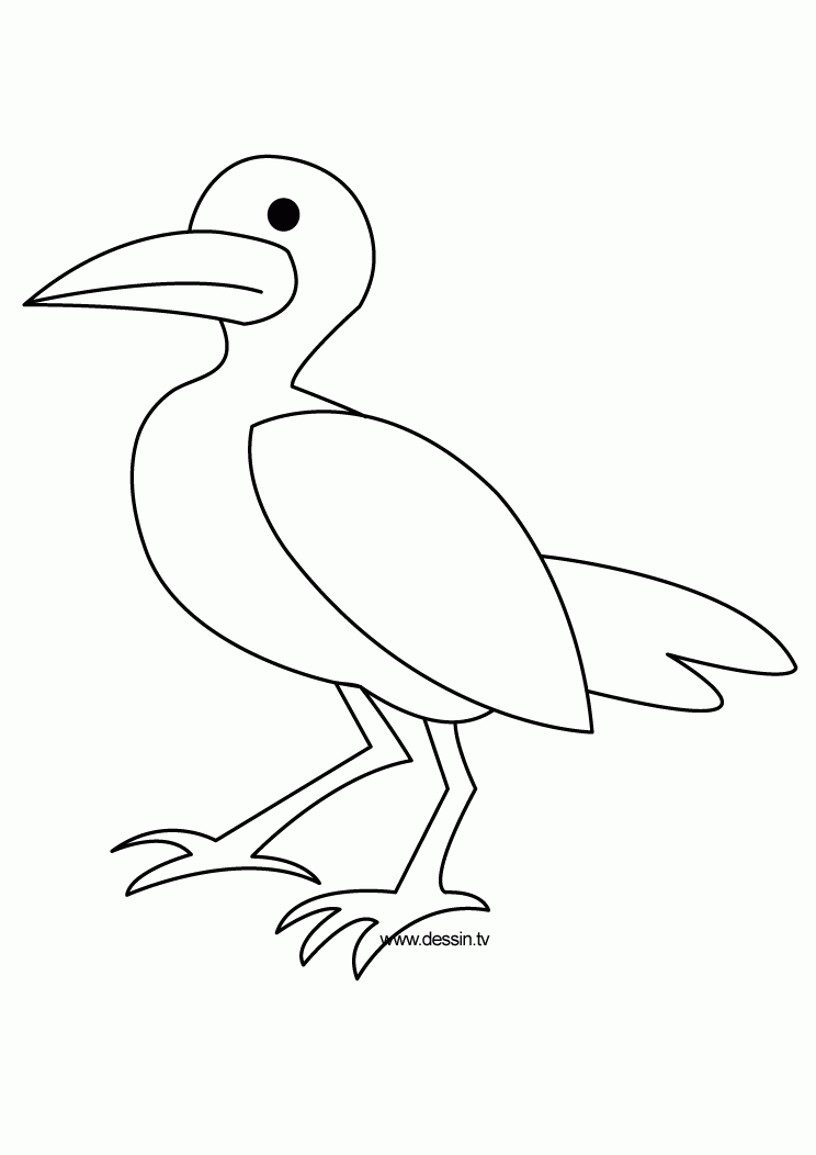 SEA BIRDS Colouring Pages