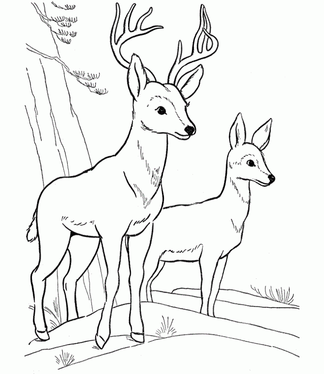 Two Deer Coloring Pages - Animal Coloring Coloring Pages : Pin 