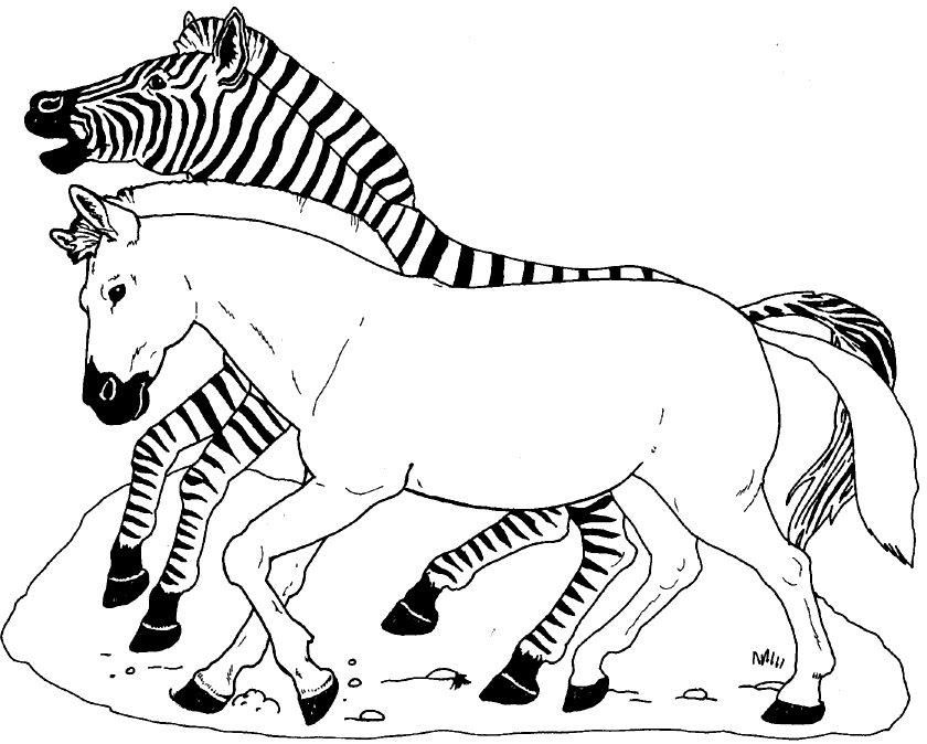 On Noah's Ark Zebra