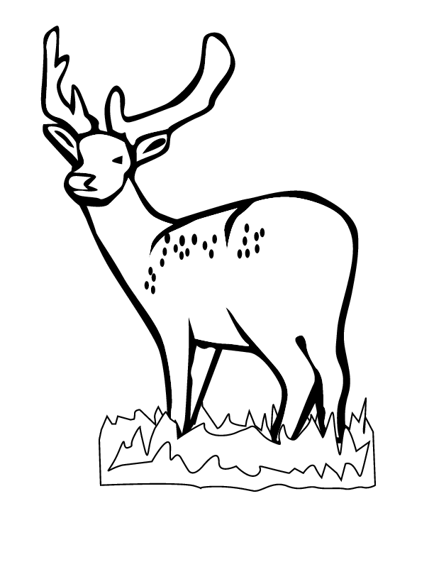 White Tailed Deer Coloring Page - Coloring Home