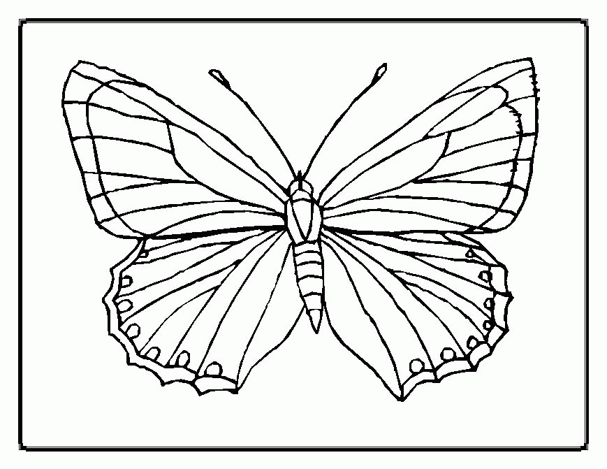 Free Butterfly Coloring Pages 4 | Free Printable Coloring Pages