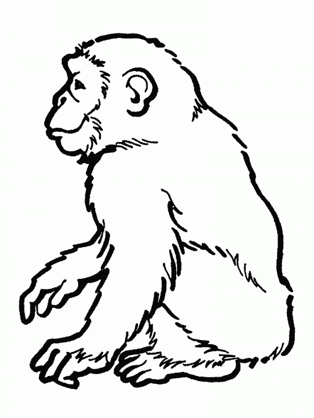 Printable Rainforest Animal Coloring Pages 4 Rainforest Animal 