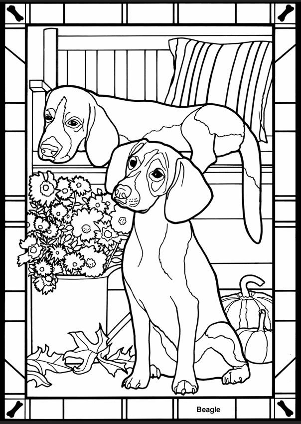 sea star coloring page pages pictures imagixs