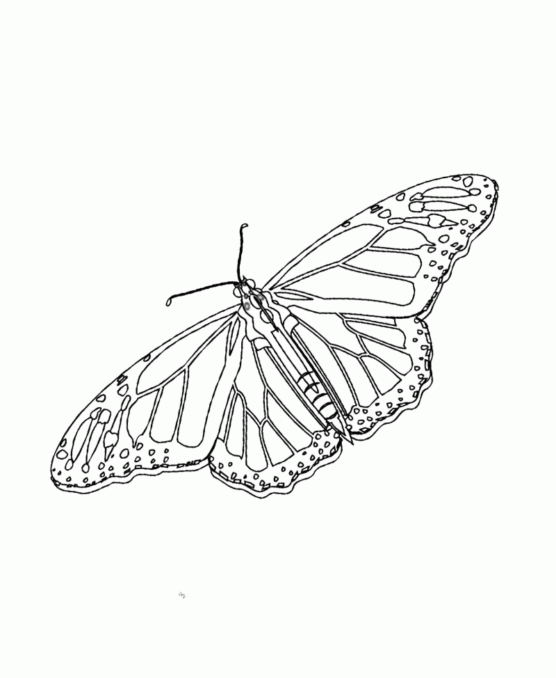 Monarch Butterfly And Flower Coloring Page - Butterfly Coloring 
