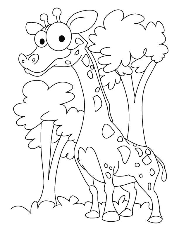 Bird Coloring Pages For Adults | Animal Coloring Pages | Printable 