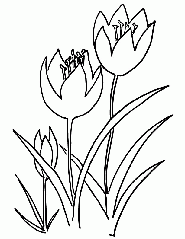 Tulip Colouring Page - Colouring Pages Online Australia