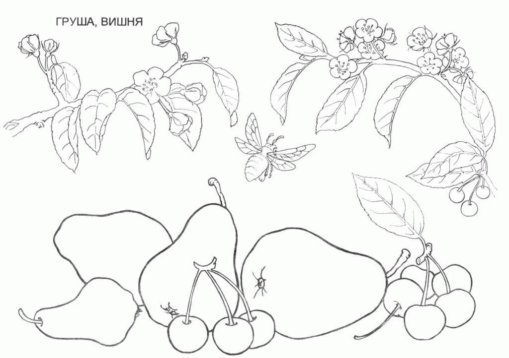 Printable Fruit And Berries Coloring Pages Ideas | ViolasGallery.