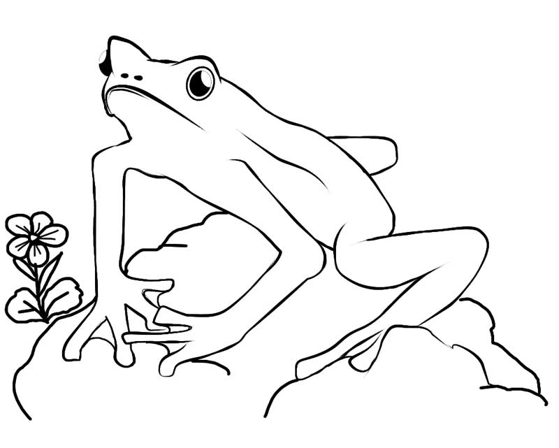 Frog Sit on Stone Coloring Page - Free & Printable Coloring Pages 