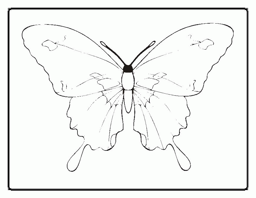 Life Cycle Of A Butterfly Coloring Page - Coloring Home
