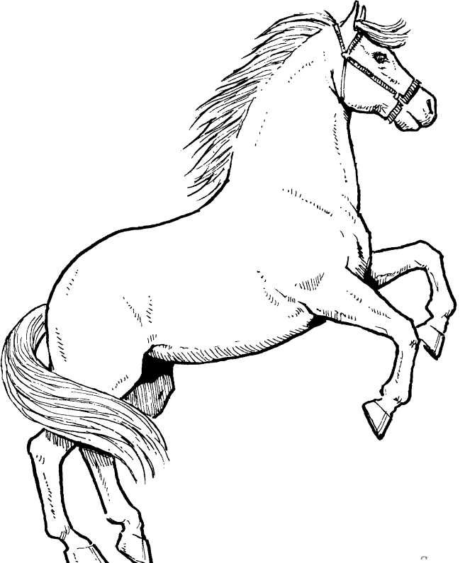 The Stallions Horse Coloring Pages - Horse Coloring Pages : iKids 