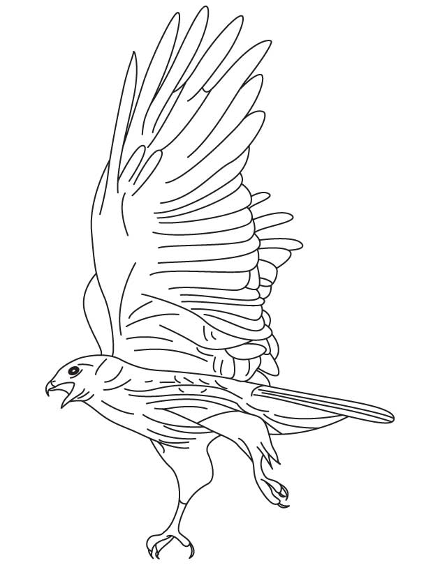 Red tailed hawk coloring page | Download Free Red tailed hawk 