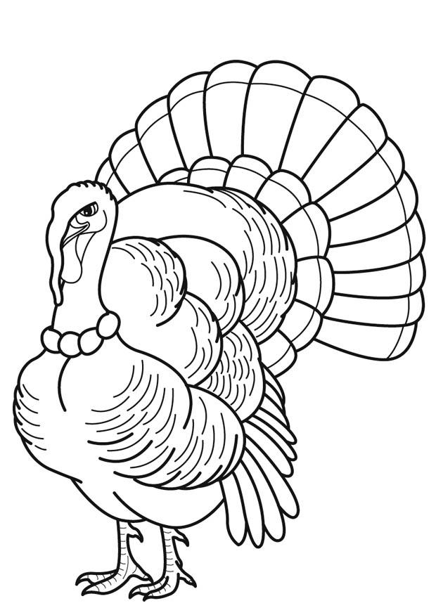 Coloring page Turkey - img 16872.